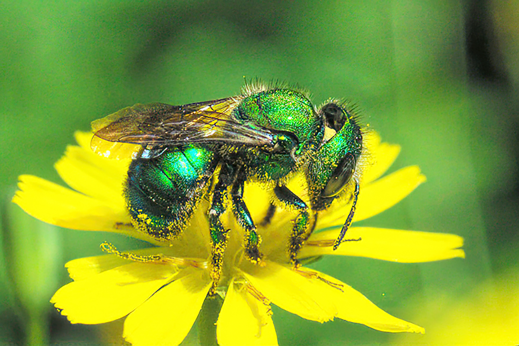 What do Mason Bees Pollinate? Backyard Beekeeping